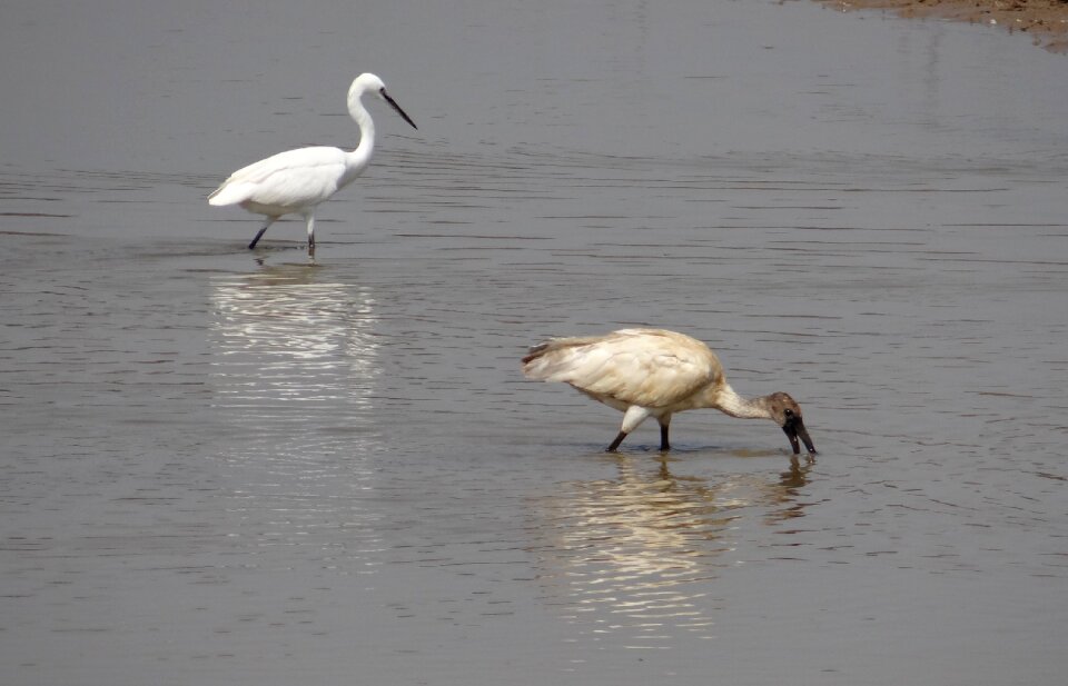 Bird wildlife fauna