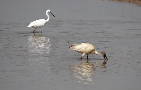 Bird wildlife fauna photo