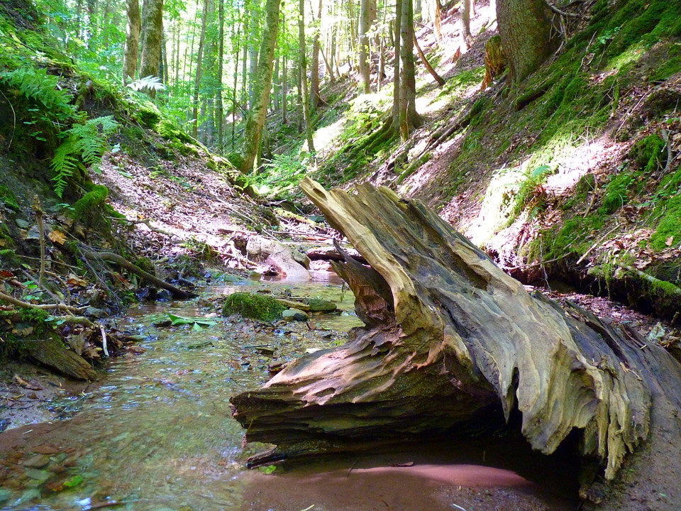 Bach root wood bank
