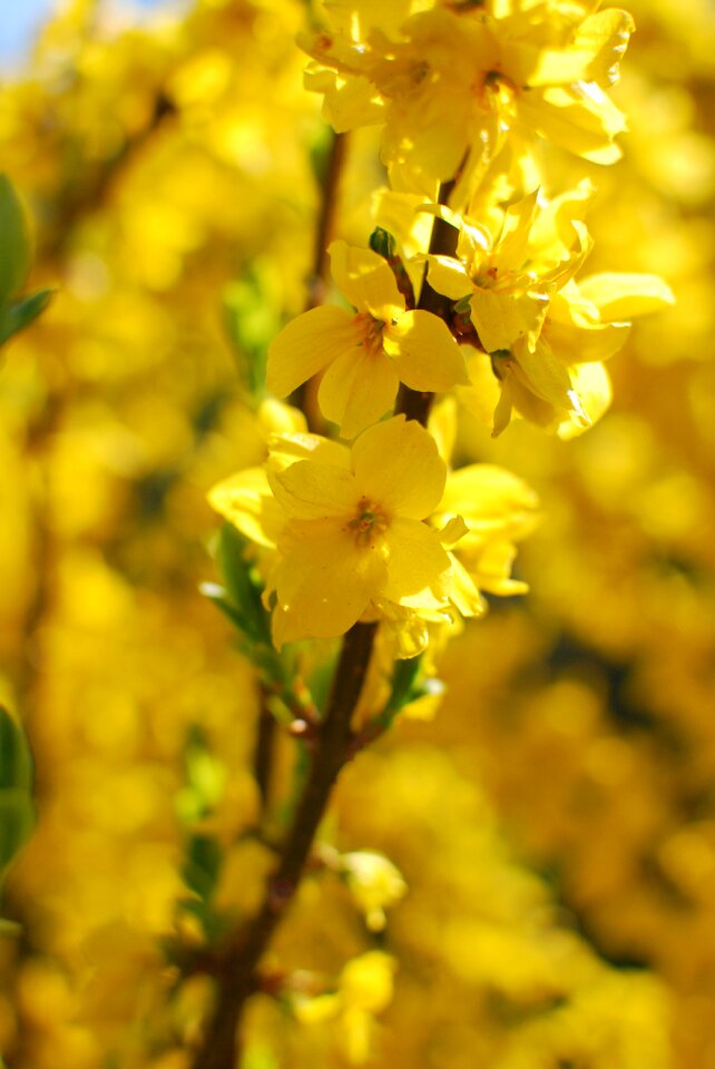 Yellow nature flower