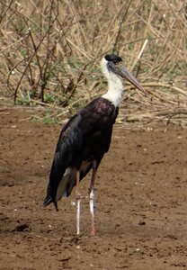 Episcopus bird wildlife photo