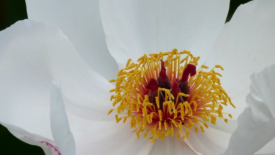 Close up plant white photo