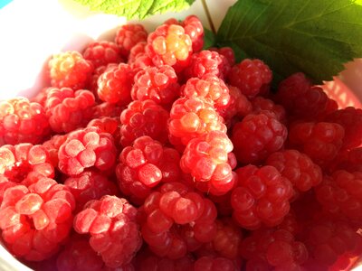 Berry red good