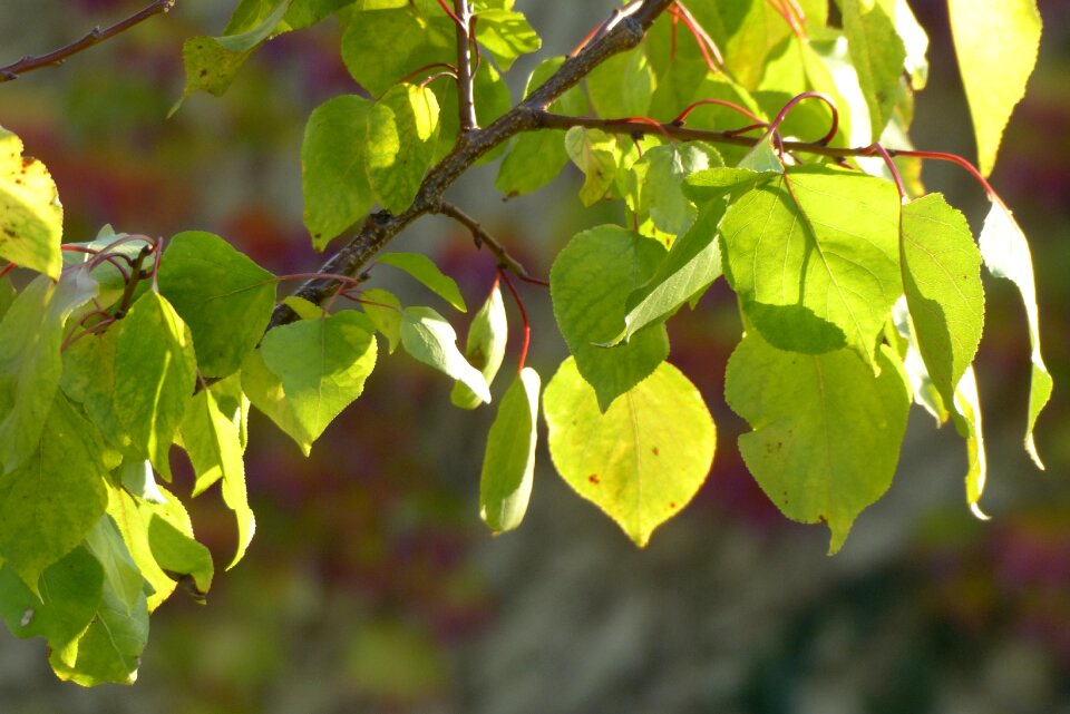 Branch tree spring photo