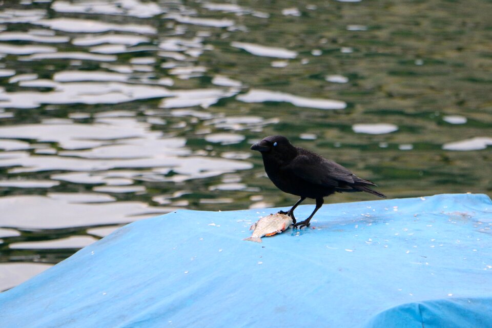 Boat cover fish meal