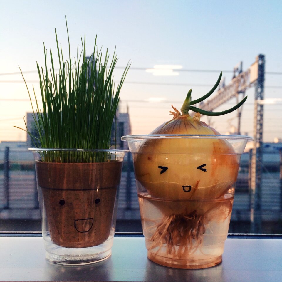 Potted plant expression characters