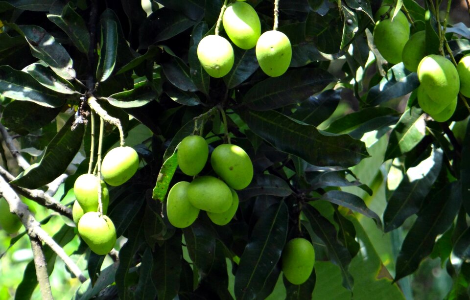 Green unripe cluster