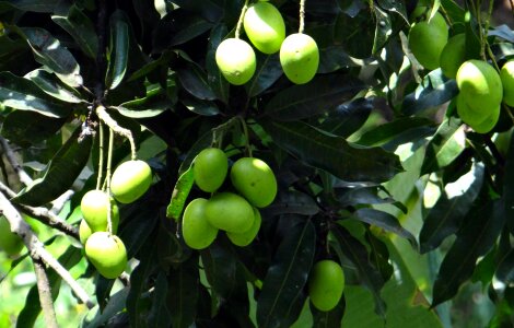 Green unripe cluster