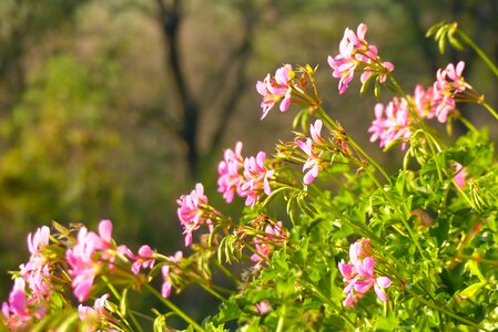 Pink garden balcony flowers photo