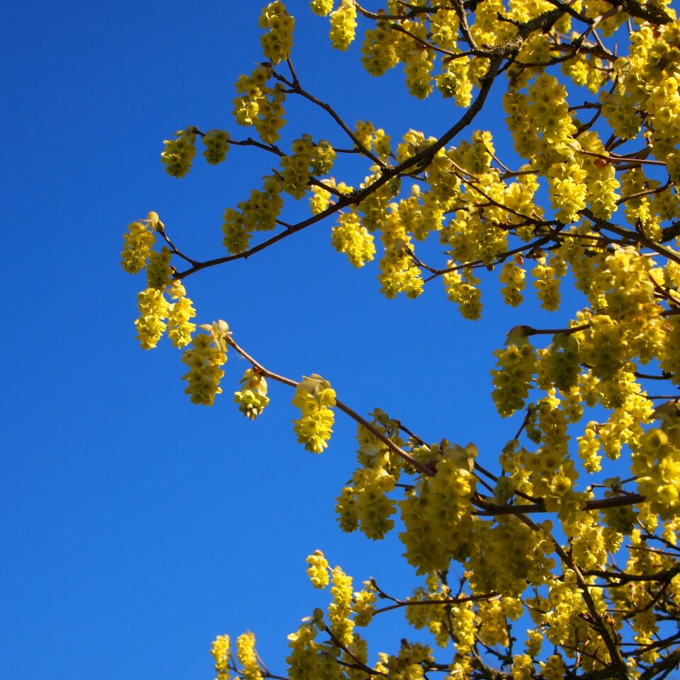 Spring bloom landscape