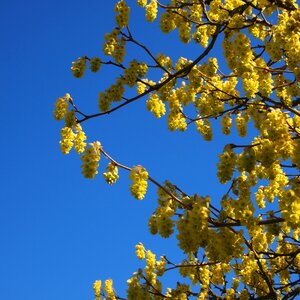 Spring bloom landscape