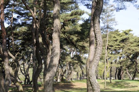 Forest nature landscape