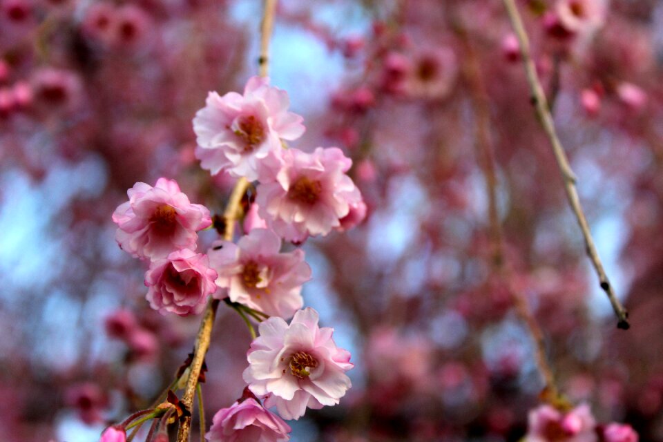 Pink springtime