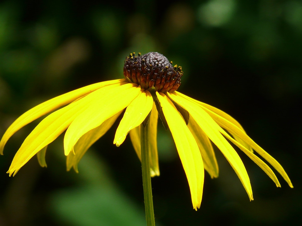 Bloom plant yellow photo