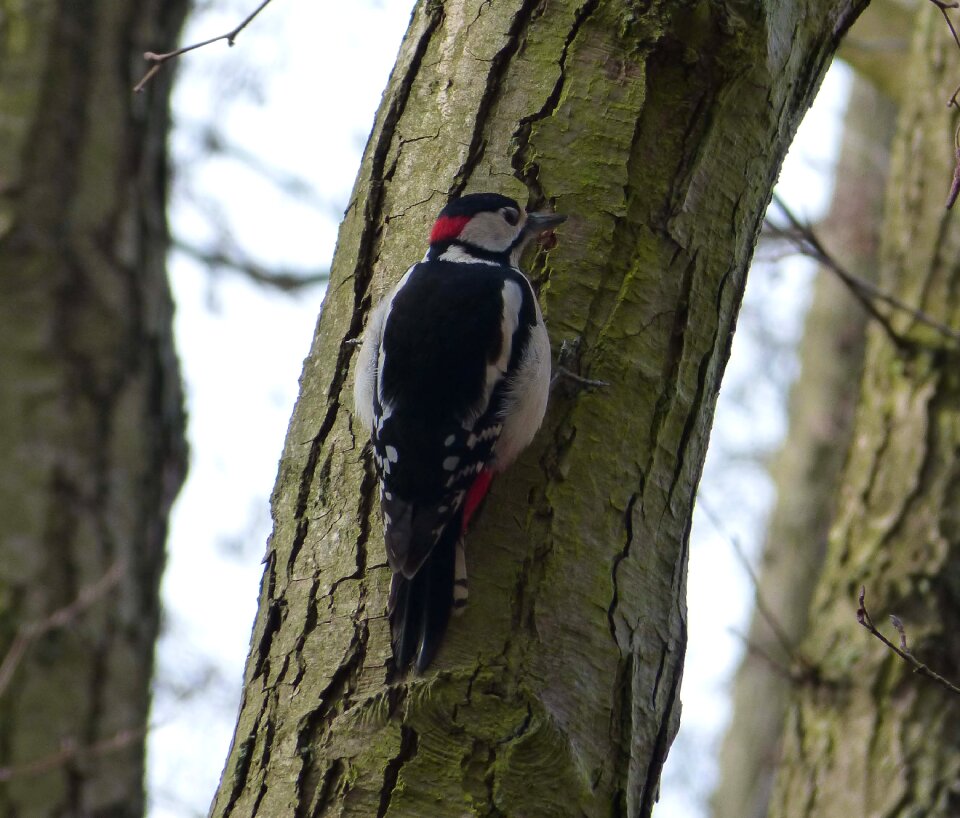 Great spotted woodpecker bird forest