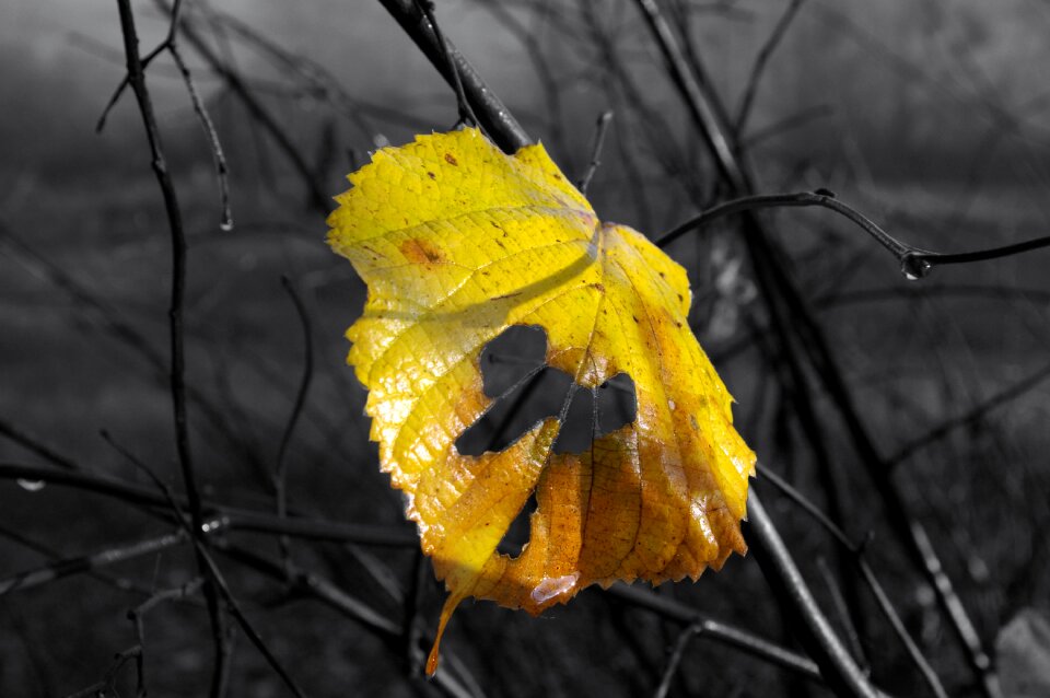 Nature tree dead leaf