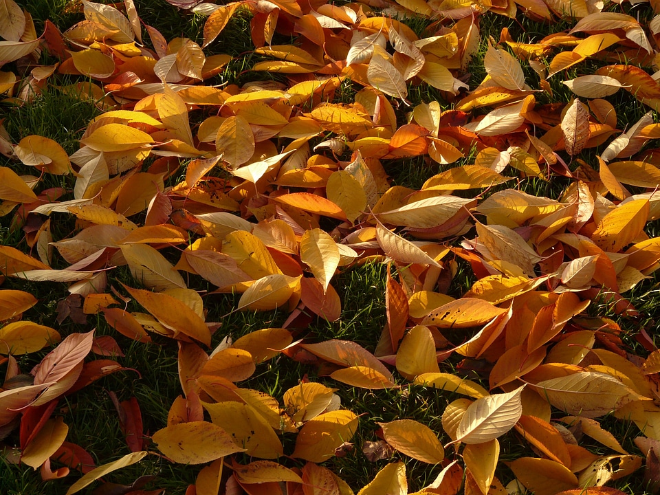 Meadow park cherry tree
