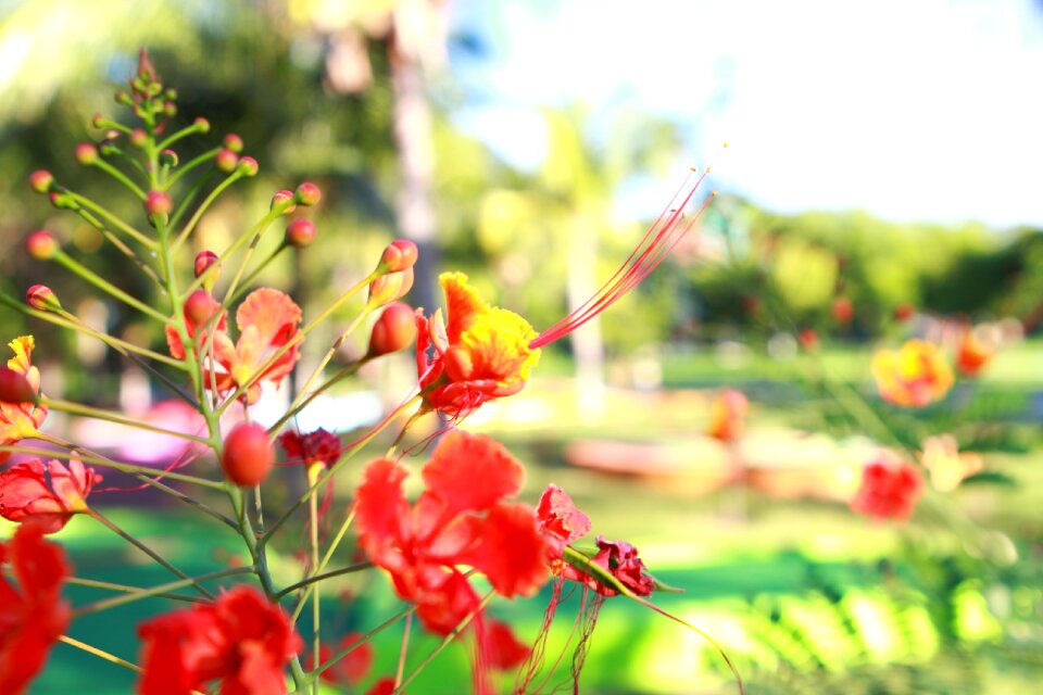 Nature garden botanist