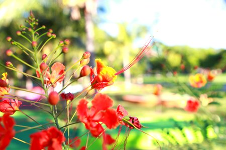 Nature garden botanist