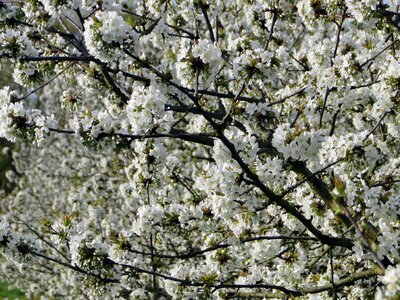 Spring white tree