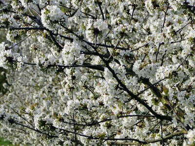 Spring white tree photo