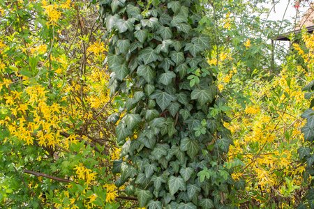 Log climber plant ivy leaf photo