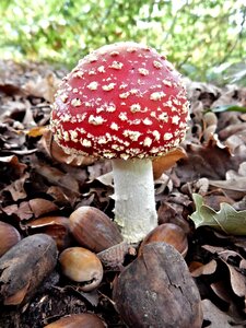 Agaric nature mushroom photo