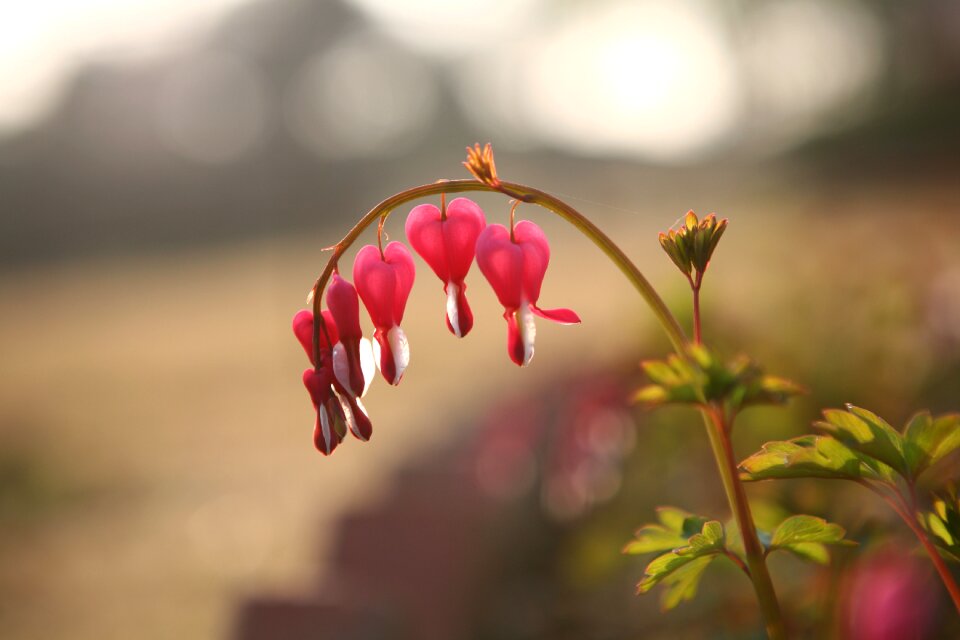 Bleeding heart flowers landscape