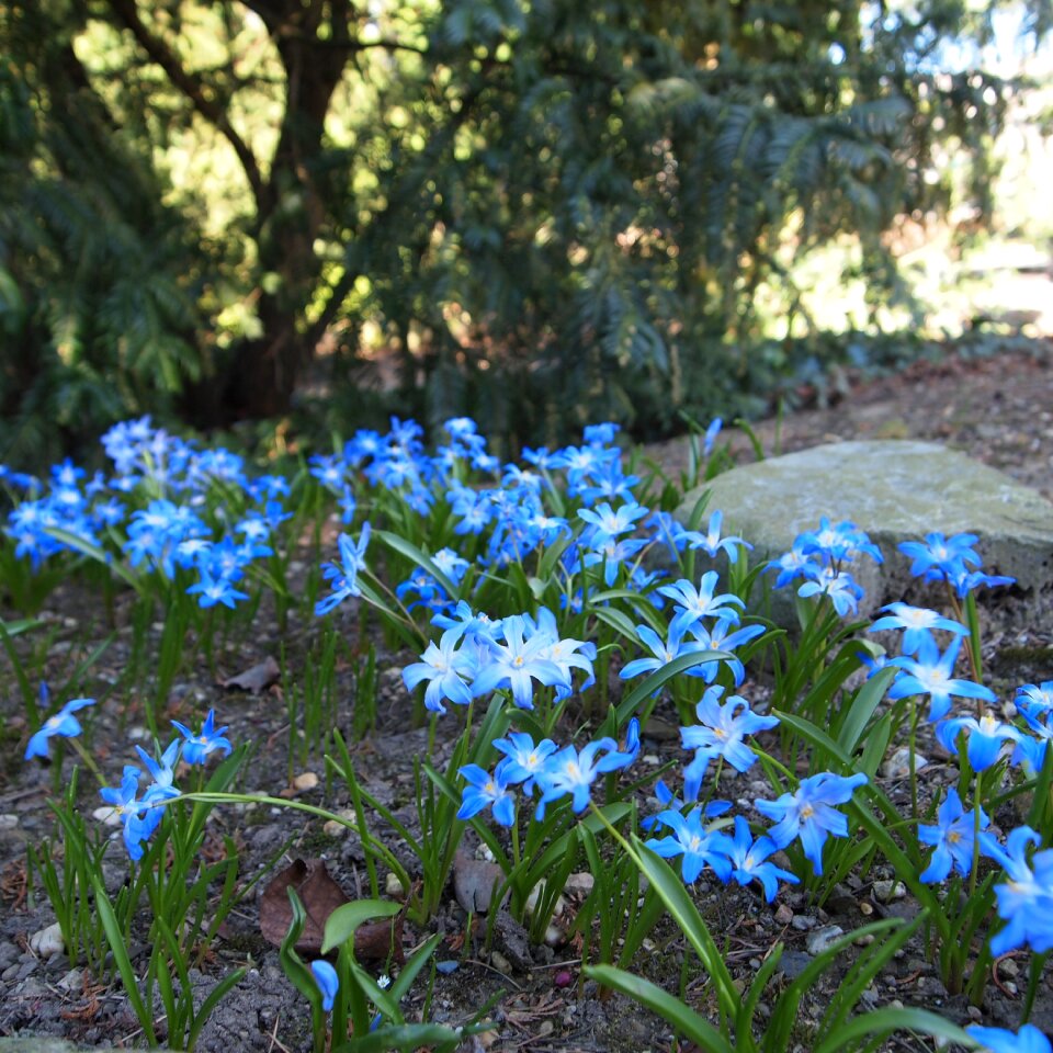 Spring nature bloom