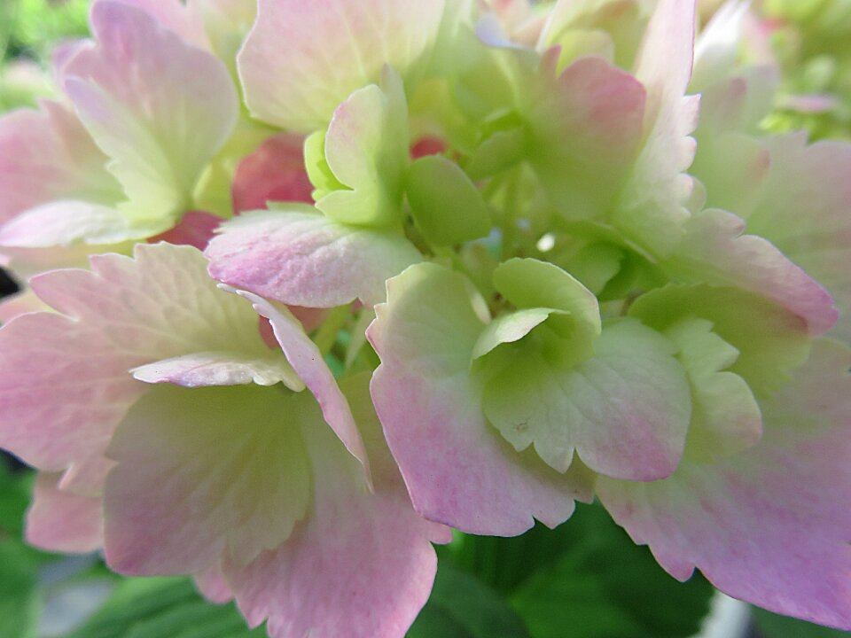 Hydrangea summer pink