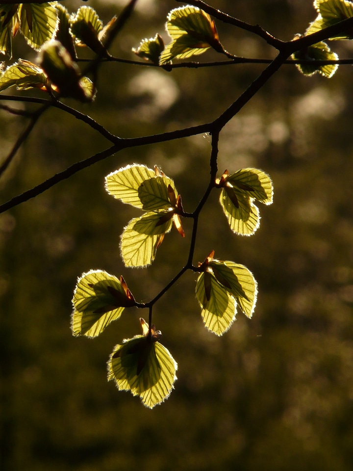 Branch light backlighting
