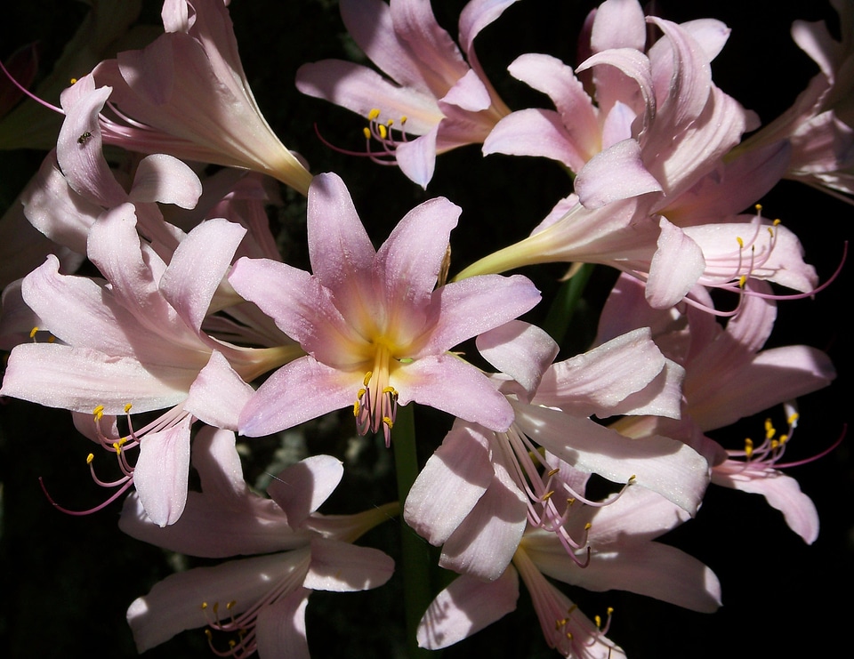 Pink summer flowers