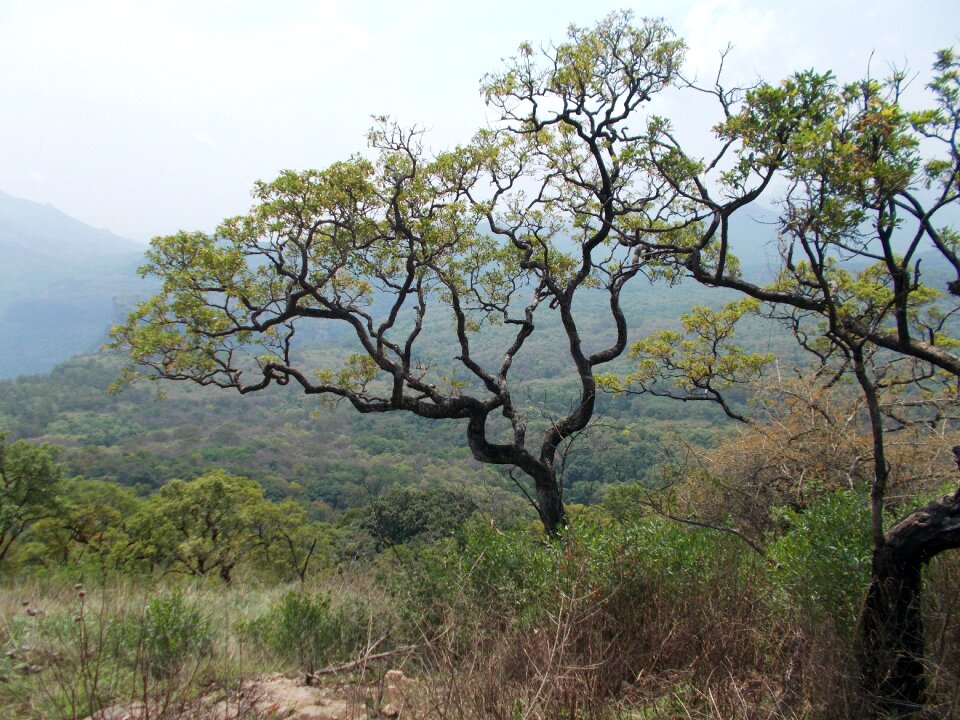 Hill landscape