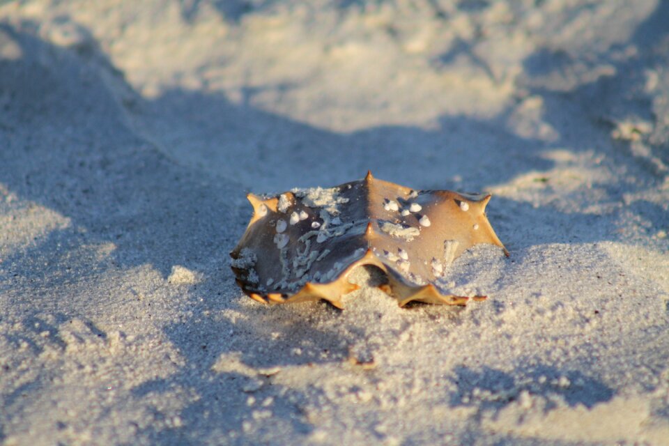 Crab shell nature marine