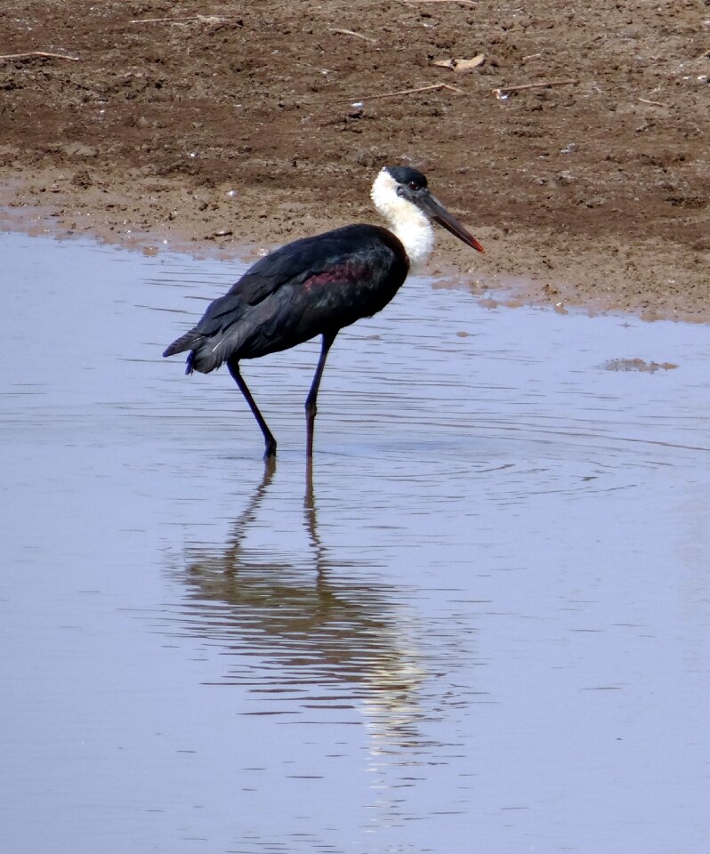 Episcopus bird wildlife