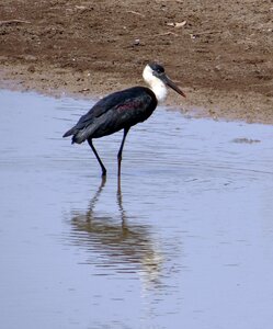 Episcopus bird wildlife photo