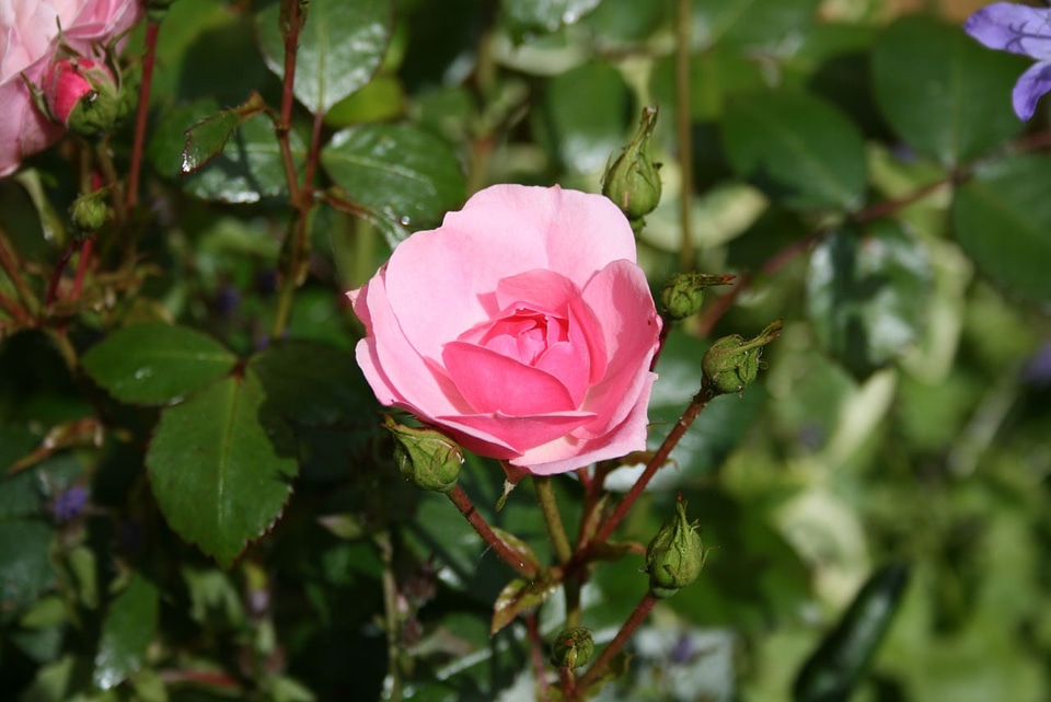 Garden attractive growing