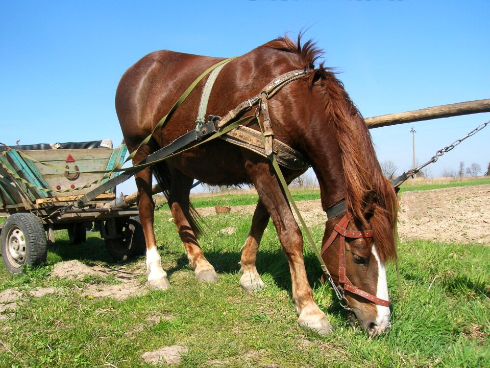 Selskoe economy plowing