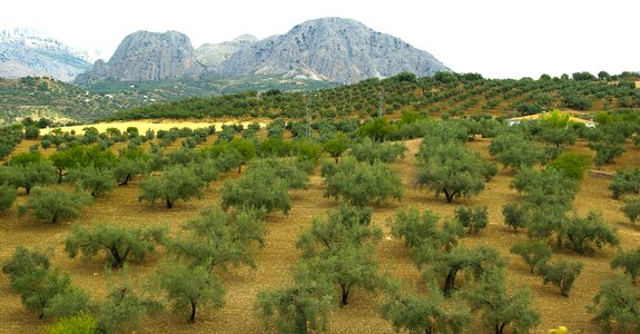 Andalusia olive trees olives
