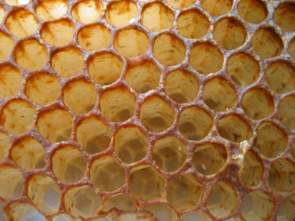 Bee honeycomb nature