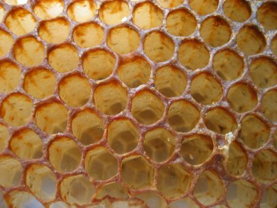 Bee honeycomb nature