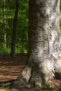 Nature log bark