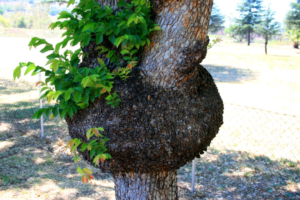 Abnormal disfigured