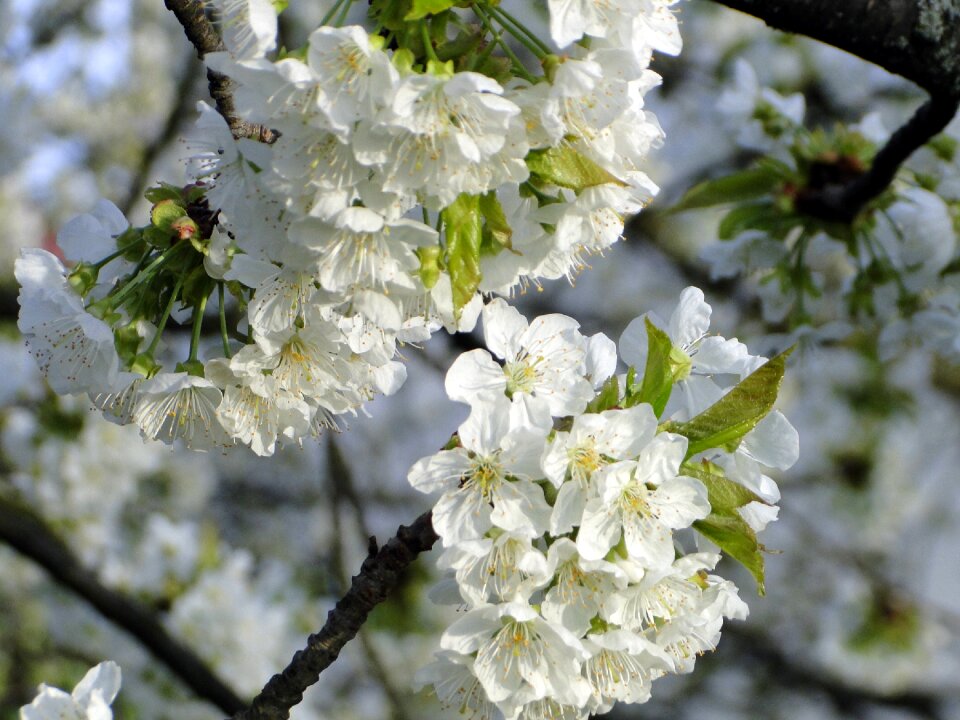 Spring white tree