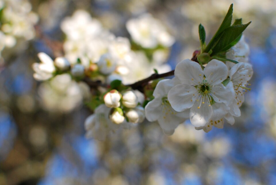 Fruit tree spring nature