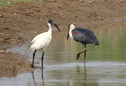 Episcopus ibis white ibis photo