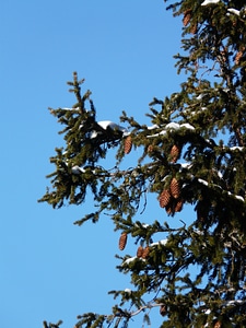 Picea pine greenhouse western