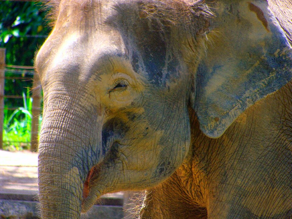 Elephant snout zoo