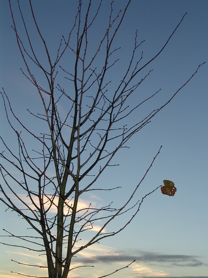 Winter tree leaf