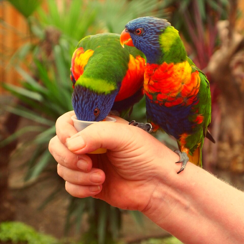 Coloured hand stick